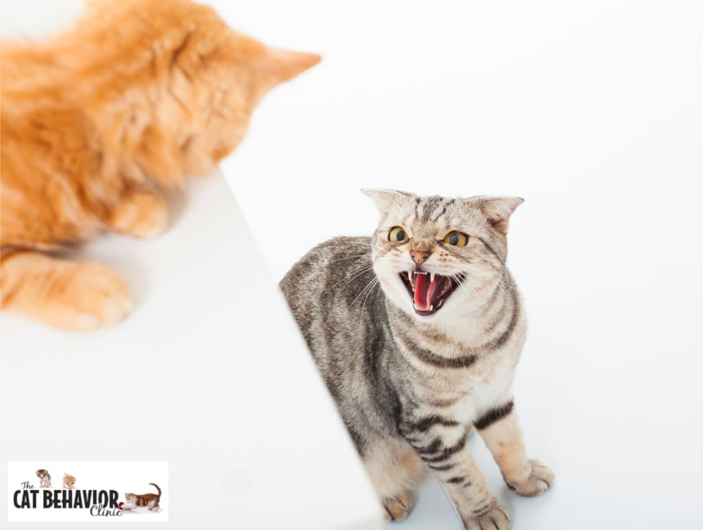 closeup of two cats in fighting conflict