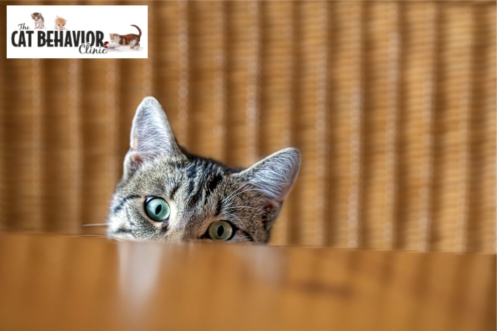Cat hiding behind table