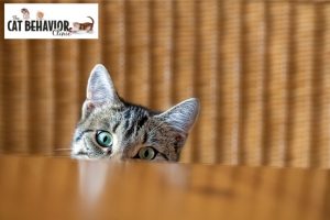 Cat middening behind table