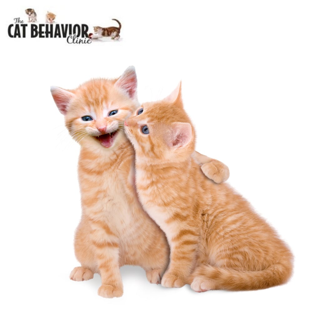 Orange Cats at The Cat Behavior Clinic