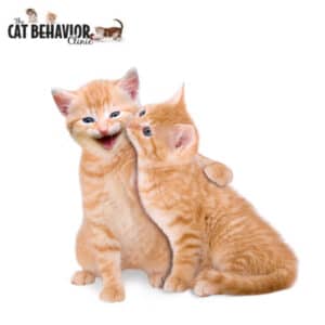 Cat Behavior Testimonial thumbnail image