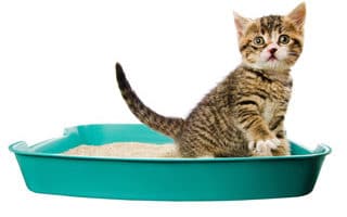 A Tabby Kitten using Litter Box | Mieshelle Nagelschneider | Cat Behaviorist