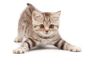 Image of a Playful Kitten with Spread out Paws | Mieshelle Nagelschneider | Cat Behaviorist